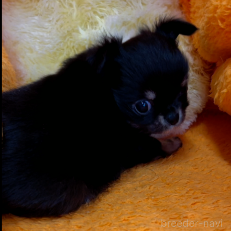 販売中の神奈川県のチワワ(ロングコート)-429760の2枚目