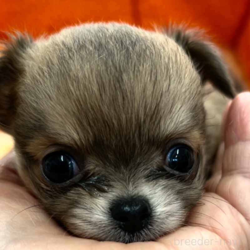 販売中の神奈川県のチワワ(ロングコート)-429772