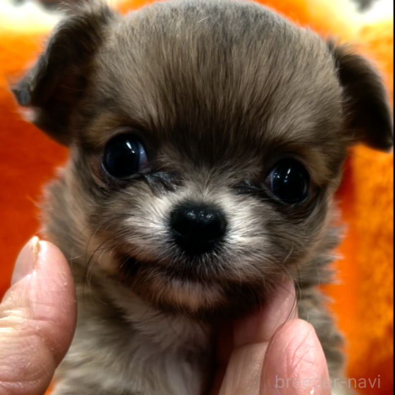 販売中の神奈川県のチワワ(ロングコート)-429772の2枚目