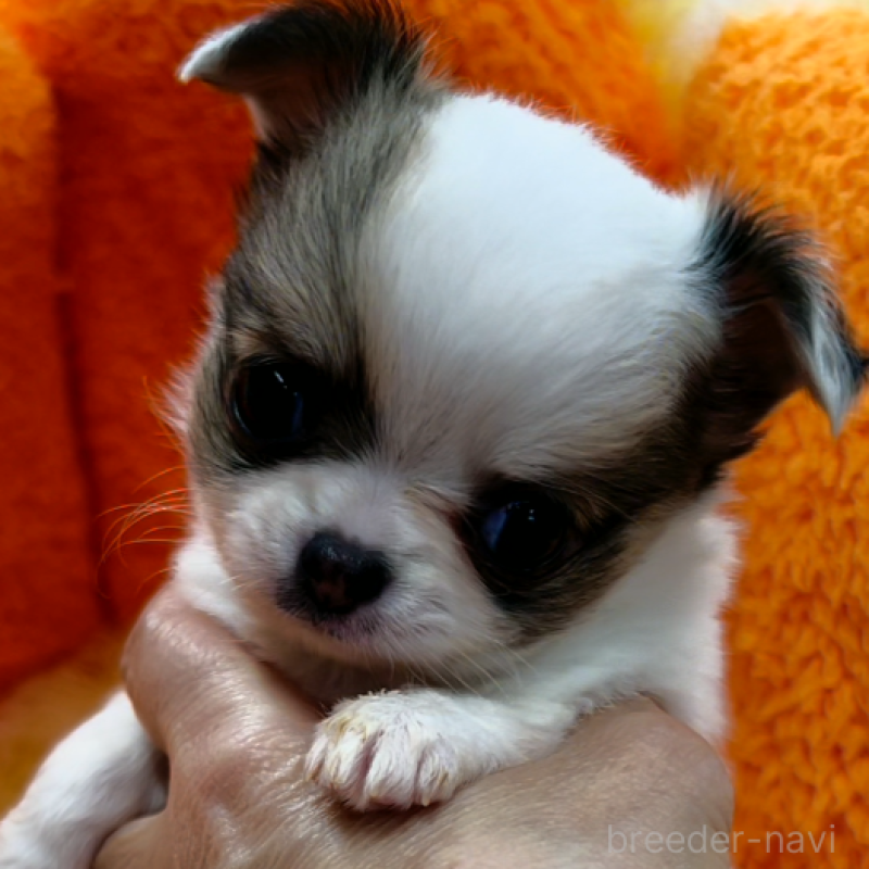 販売中の神奈川県のチワワ(ロングコート)-429763