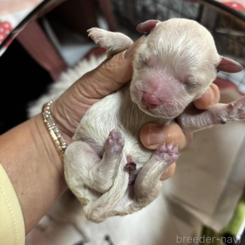 販売中の三重県のビションフリーゼ-429797の1枚目