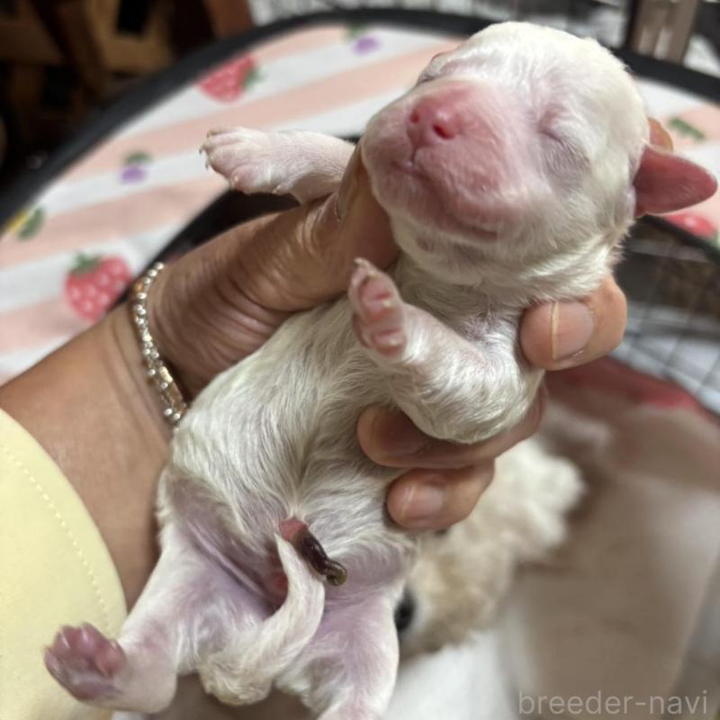 販売中の三重県のビションフリーゼ-429798