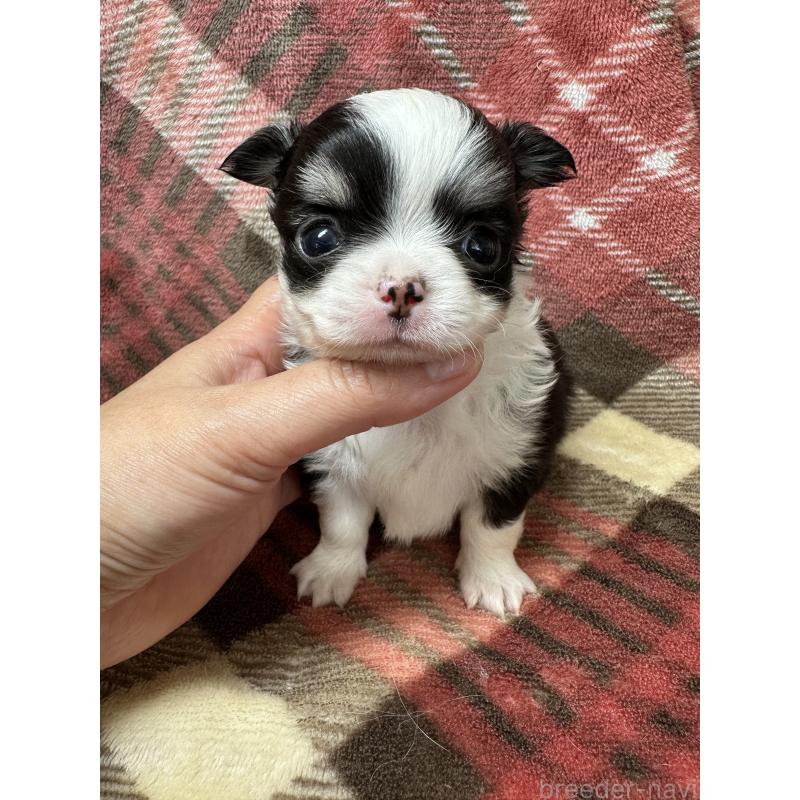 販売中の福島県のチワワ(ロングコート)-429799の7枚目