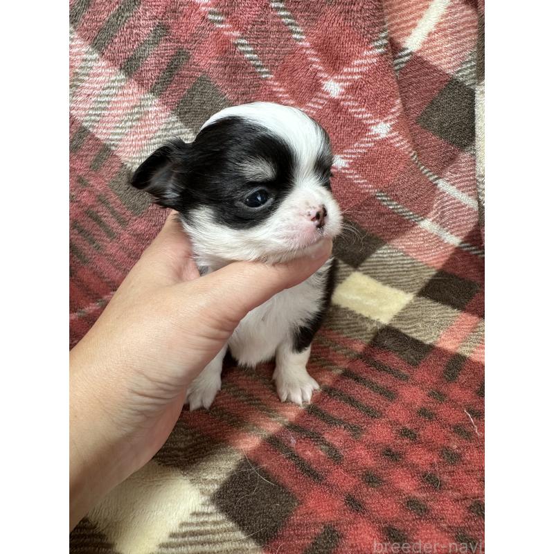 販売中の福島県のチワワ(ロングコート)-429799の6枚目