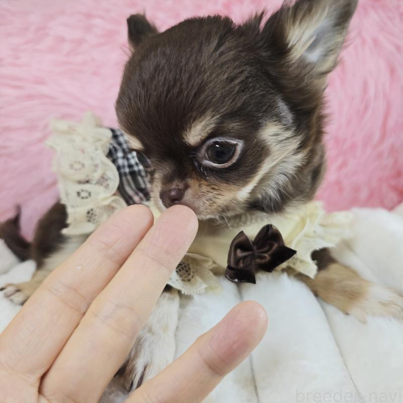 販売中の東京都のチワワ(ロングコート)-429802の1枚目