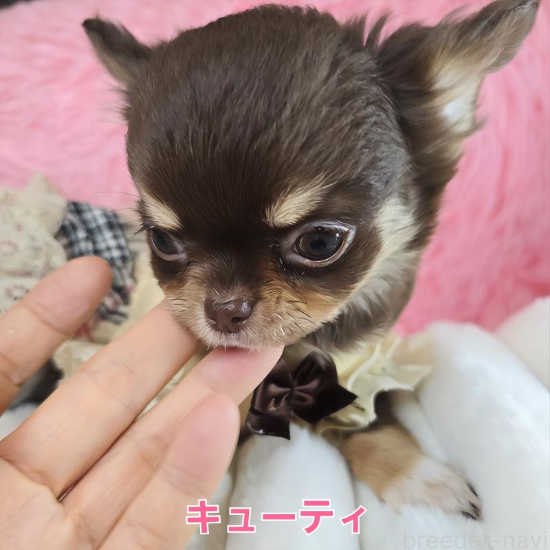 販売中の東京都のチワワ(ロングコート)-429802の12枚目