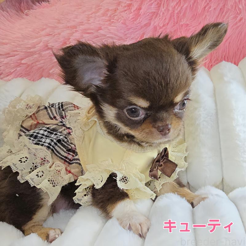 販売中の東京都のチワワ(ロングコート)-429802の11枚目