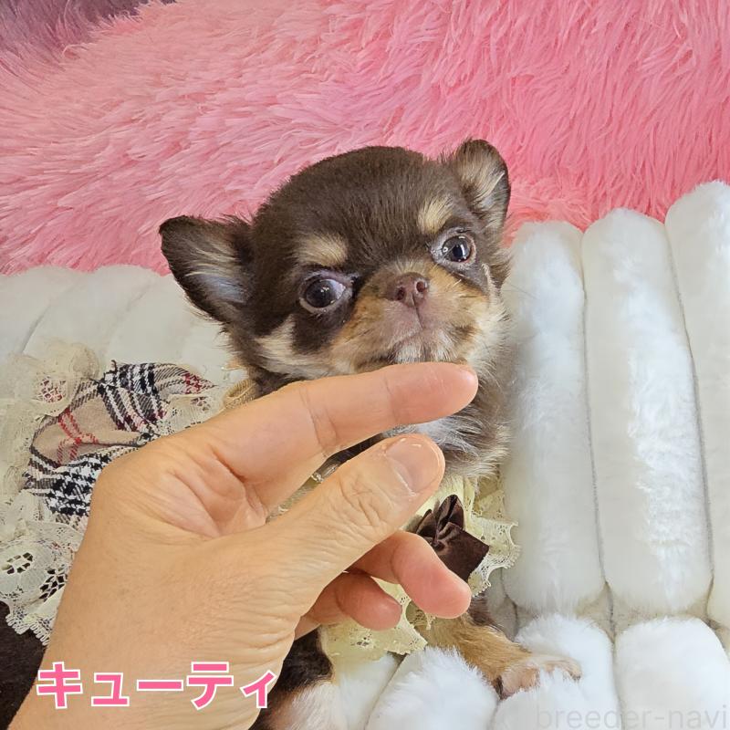 販売中の東京都のチワワ(ロングコート)-429802の10枚目