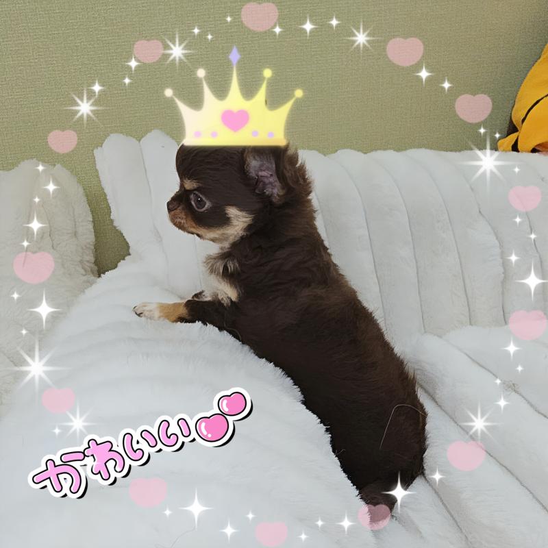 販売中の東京都のチワワ(ロングコート)-429802の7枚目