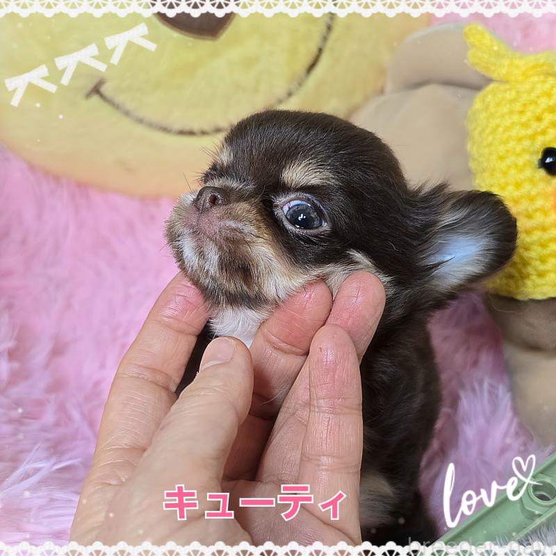 販売中の東京都のチワワ(ロングコート)-429802の6枚目