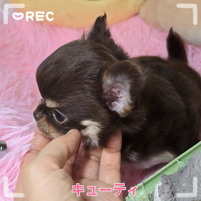 販売中の東京都のチワワ(ロングコート)-429802の5枚目