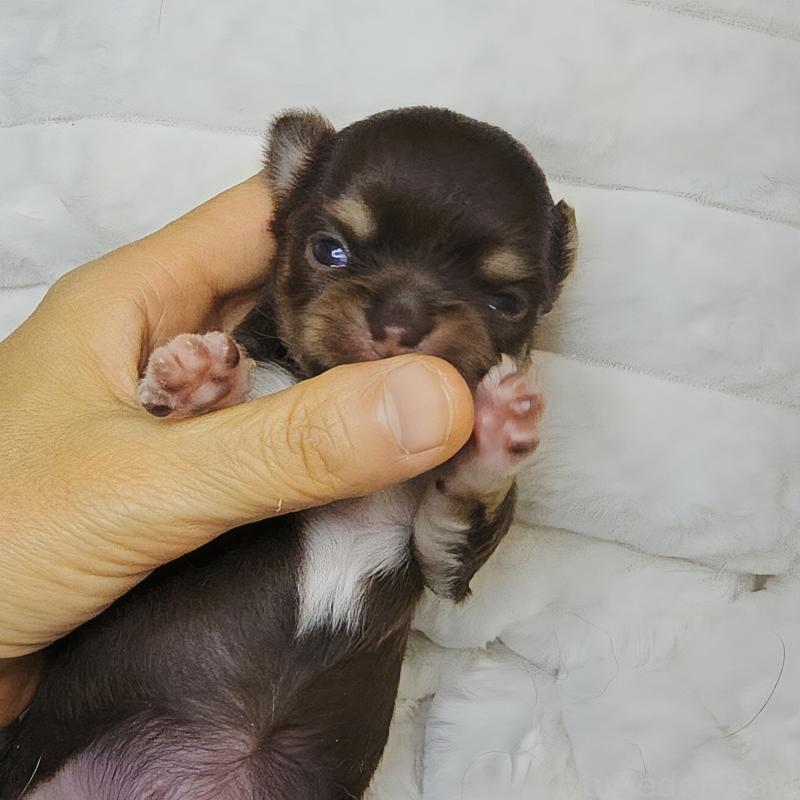 販売中の東京都のチワワ(ロングコート)-429802の4枚目