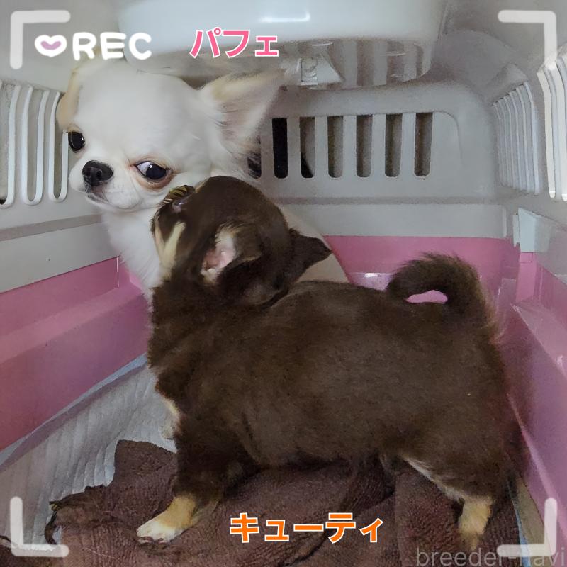 販売中の東京都のチワワ(ロングコート)-429802の3枚目