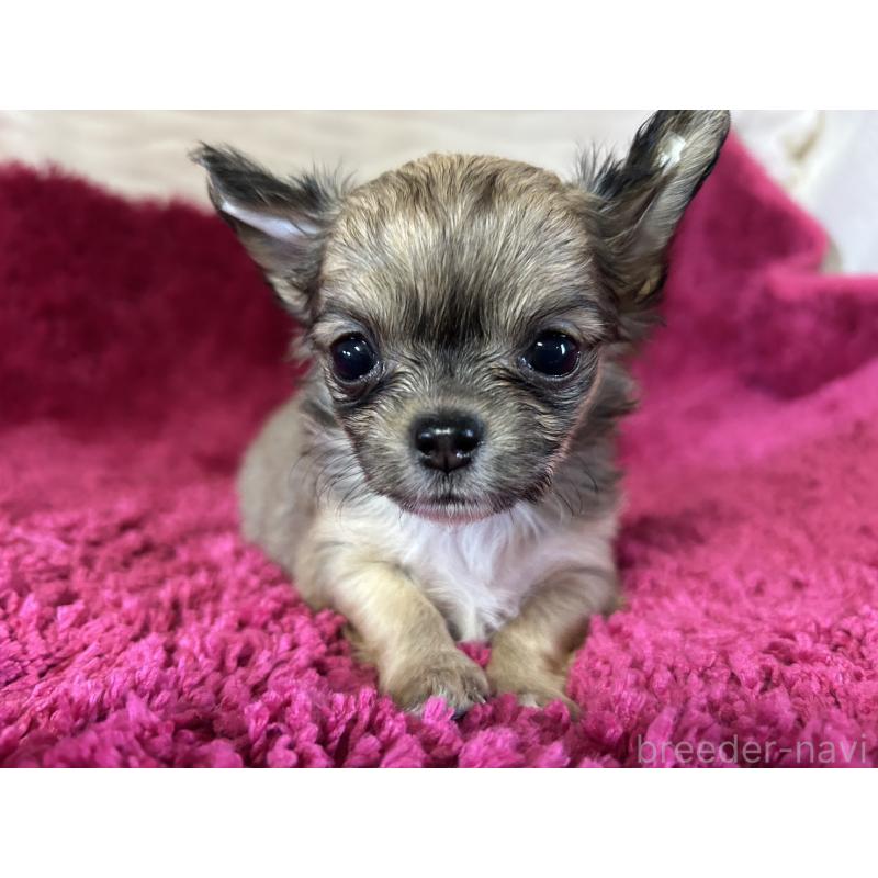 販売中の京都府のチワワ(ロングコート)-429800の1枚目