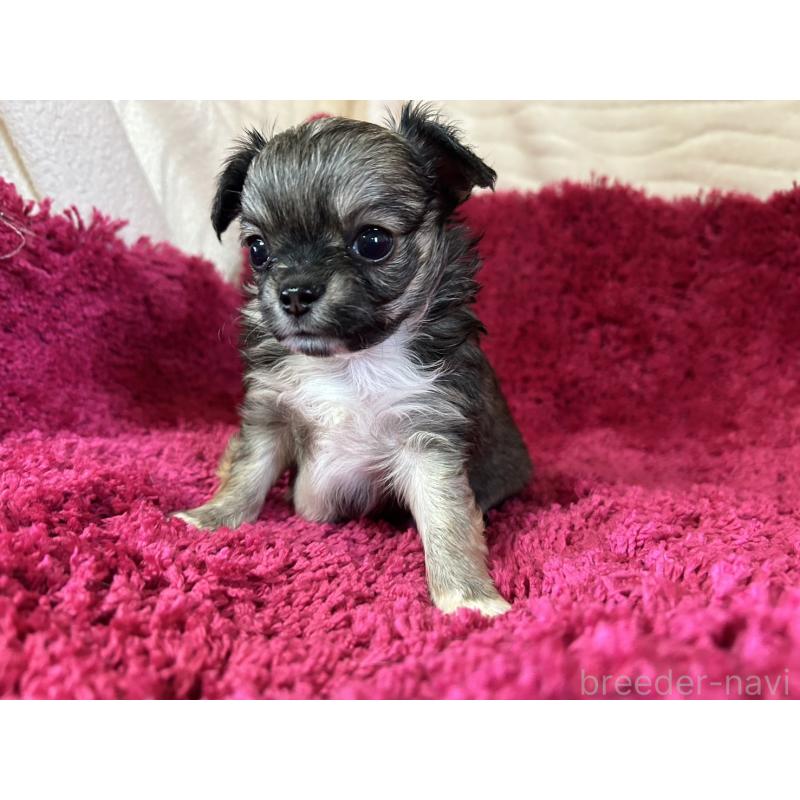 販売中の京都府のチワワ(ロングコート)-429801