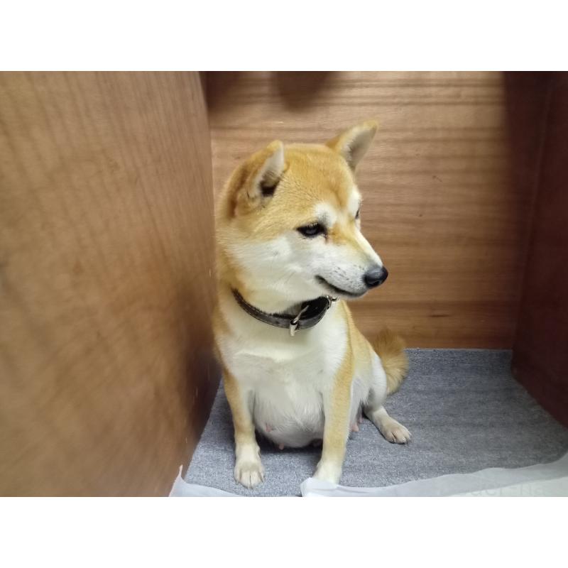 ひなちゃん1枚目