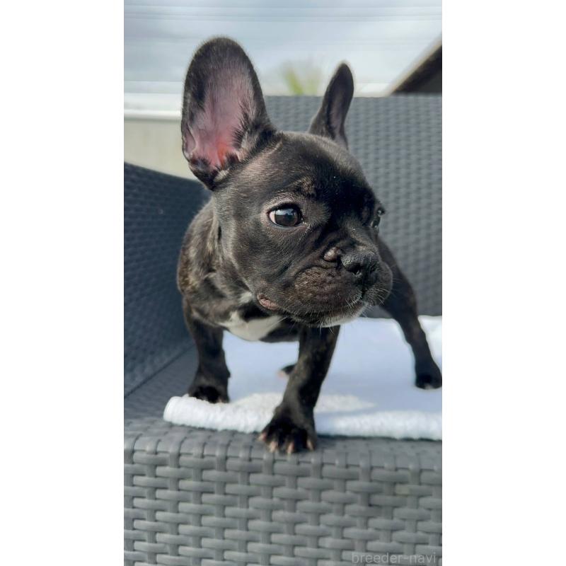 成約済の愛媛県のフレンチブルドッグ-421455の6枚目