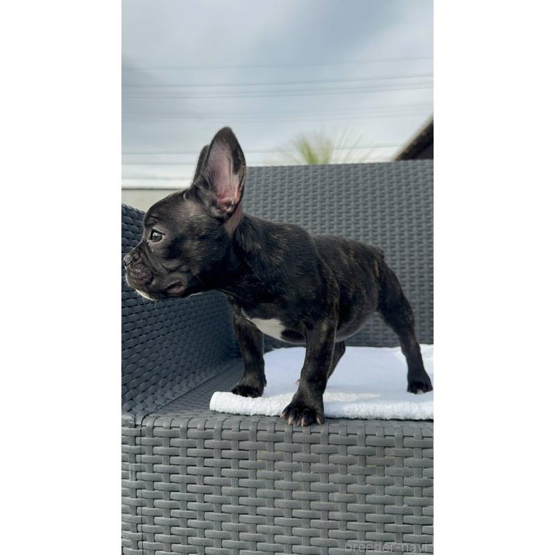 成約済の愛媛県のフレンチブルドッグ-421455の5枚目