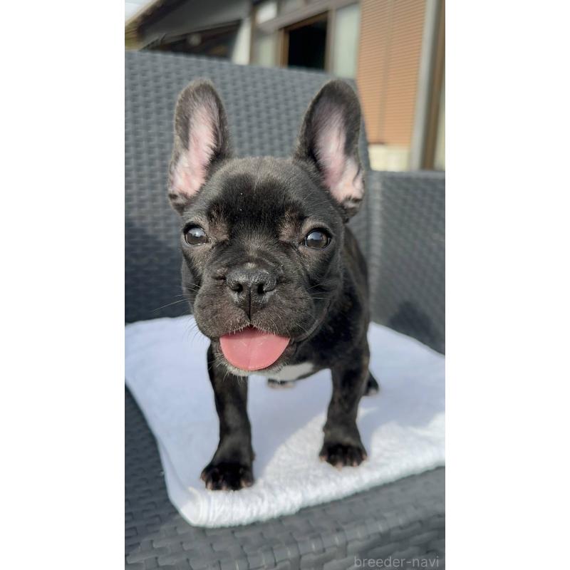 成約済の愛媛県のフレンチブルドッグ-421455の4枚目