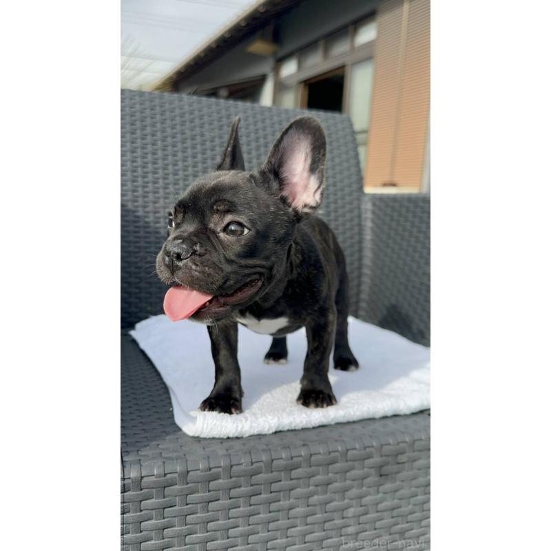 成約済の愛媛県のフレンチブルドッグ-421455の3枚目