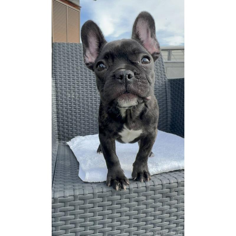 成約済の愛媛県のフレンチブルドッグ-421455の1枚目