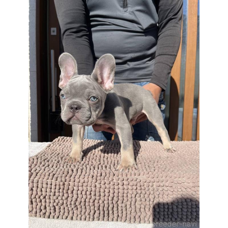 成約済の愛媛県のフレンチブルドッグ-427258の14枚目
