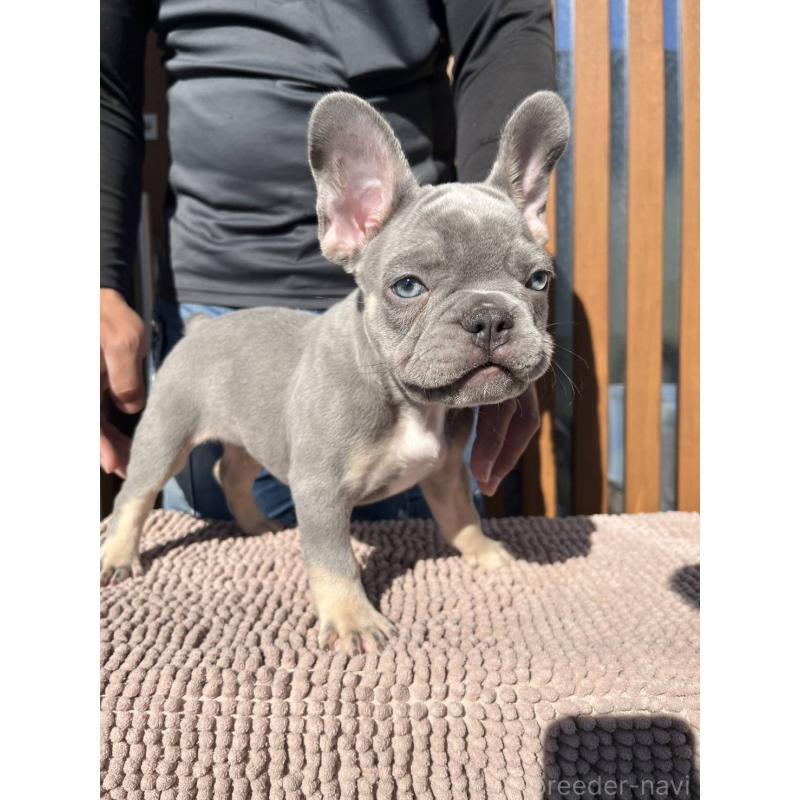 成約済の愛媛県のフレンチブルドッグ-427258の13枚目