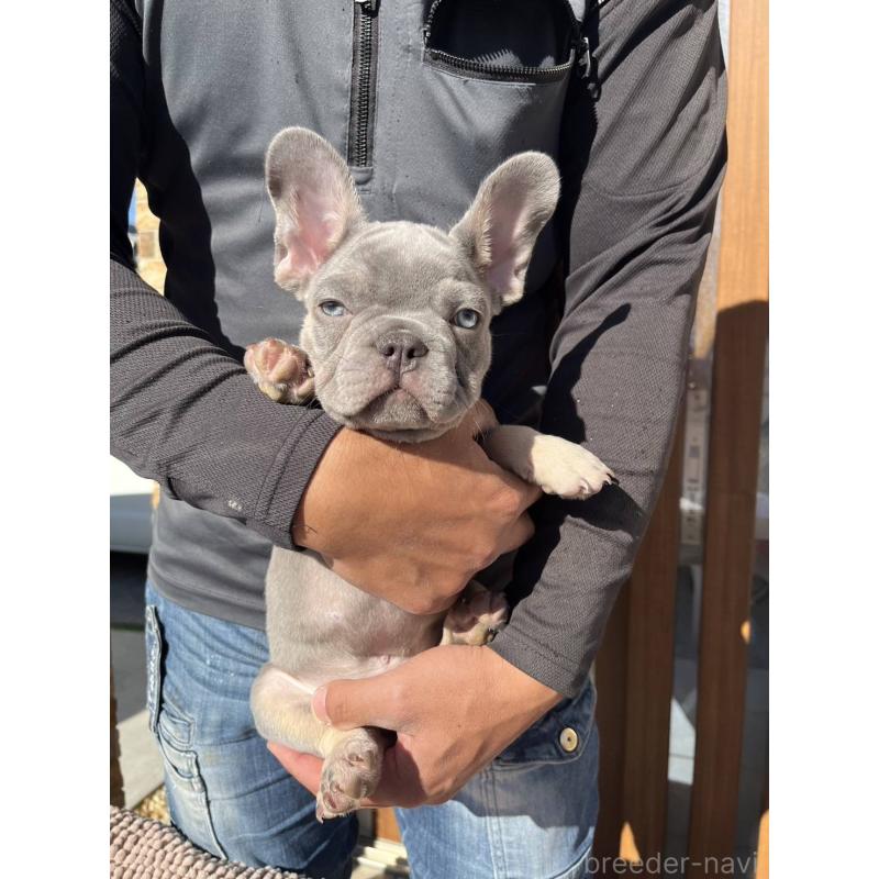 成約済の愛媛県のフレンチブルドッグ-427258の12枚目