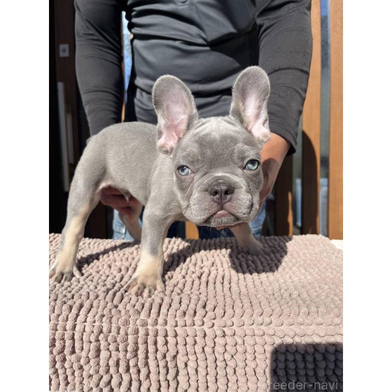 成約済の愛媛県のフレンチブルドッグ-427258の11枚目