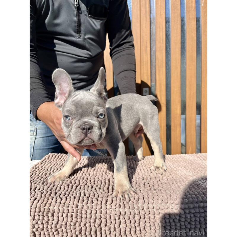 成約済の愛媛県のフレンチブルドッグ-427258の10枚目