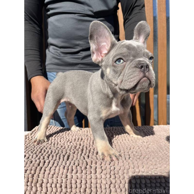 成約済の愛媛県のフレンチブルドッグ-427258の9枚目