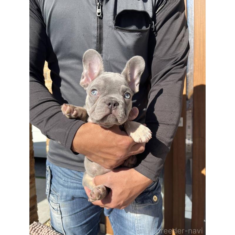 販売中の愛媛県のフレンチブルドッグ-427258