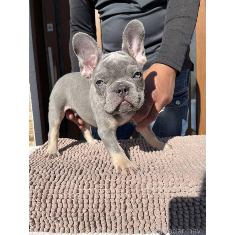 成約済の愛媛県のフレンチブルドッグ-427258の7枚目