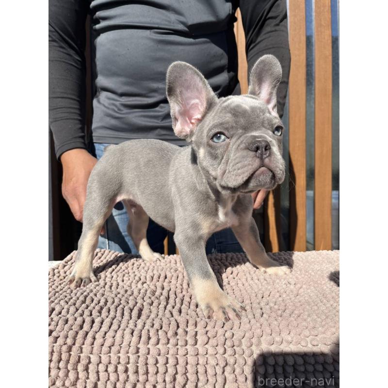 成約済の愛媛県のフレンチブルドッグ-427258の6枚目
