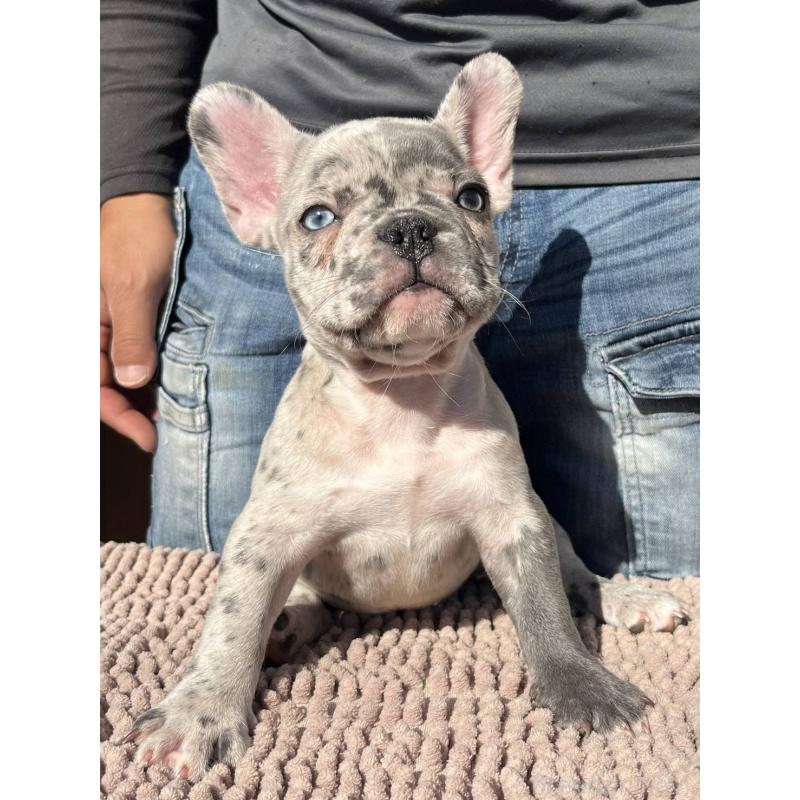 販売中の愛媛県のフレンチブルドッグ-425025