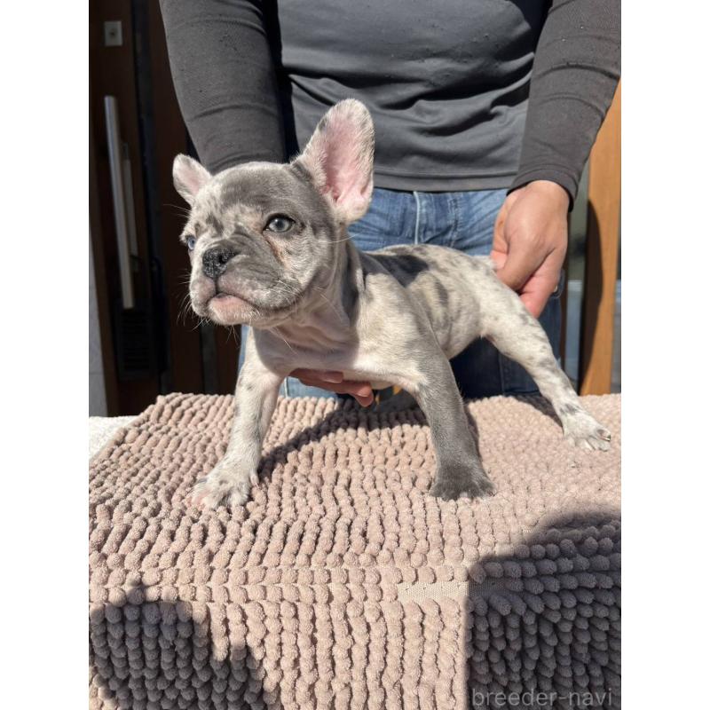 販売中の愛媛県のフレンチブルドッグ-425025の16枚目