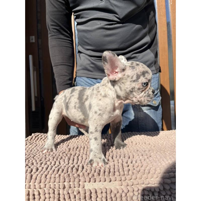 販売中の愛媛県のフレンチブルドッグ-425025の15枚目