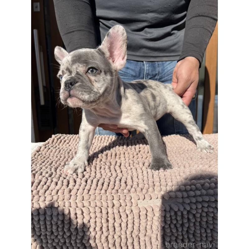 販売中の愛媛県のフレンチブルドッグ-425025の14枚目