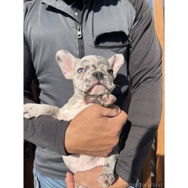 販売中の愛媛県のフレンチブルドッグ-425025の13枚目