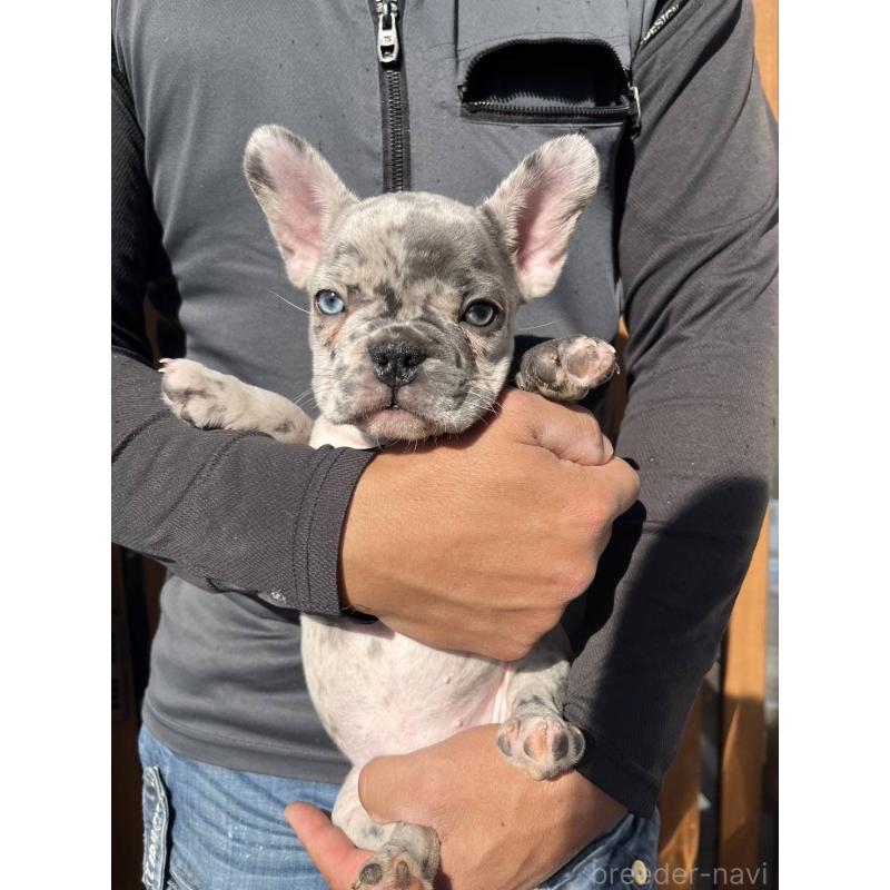販売中の愛媛県のフレンチブルドッグ-425025の12枚目