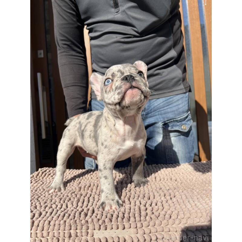 販売中の愛媛県のフレンチブルドッグ-425025の11枚目