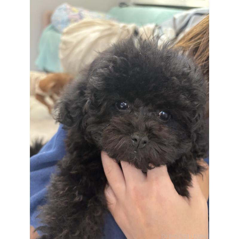 販売中の神奈川県のトイプードル-429716の5枚目