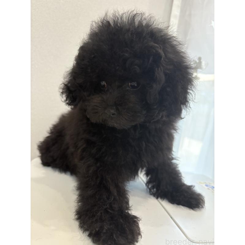 販売中の神奈川県のトイプードル-429716の4枚目