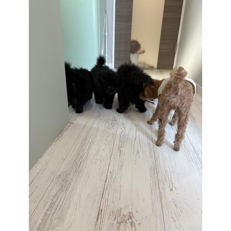 販売中の神奈川県のトイプードル-429716の3枚目