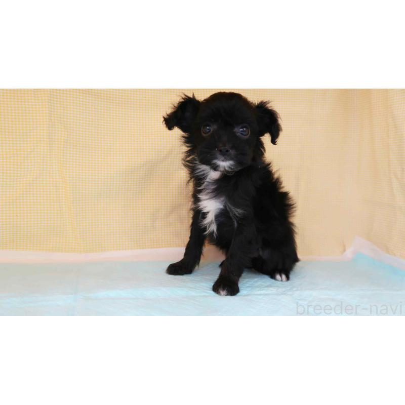 販売中の東京都のチワプー:チワワ×トイプードル-429803の4枚目