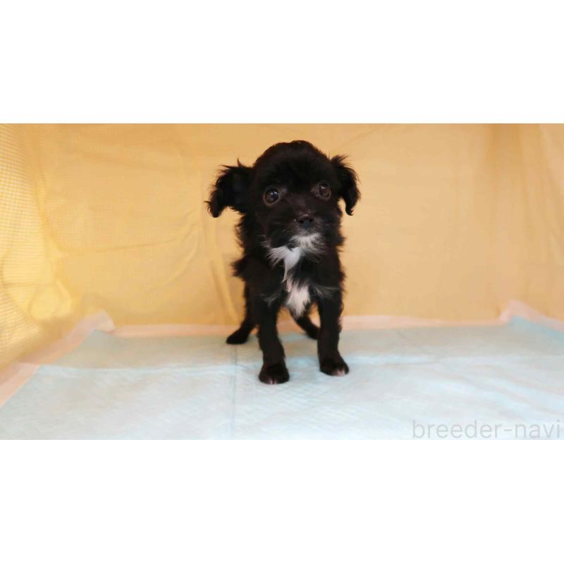 販売中の東京都のチワプー:チワワ×トイプードル-429803の3枚目