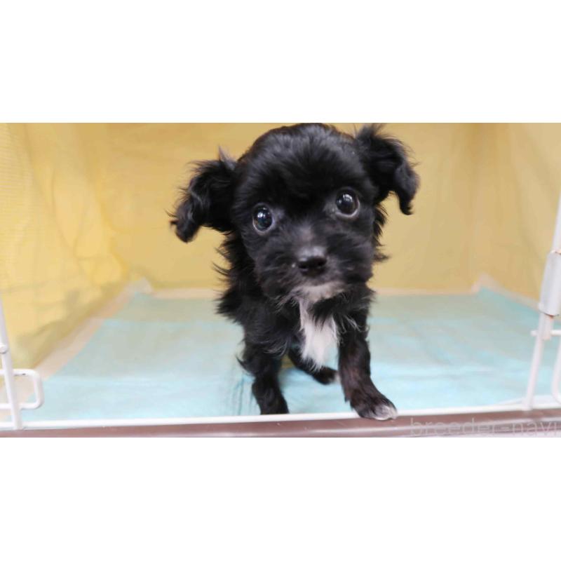 販売中の東京都のチワプー:チワワ×トイプードル-429803の2枚目