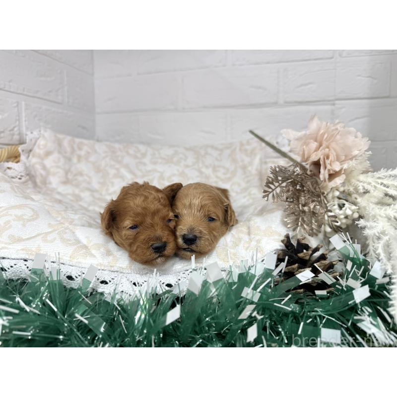 販売中の愛知県のトイプードル-429804の4枚目