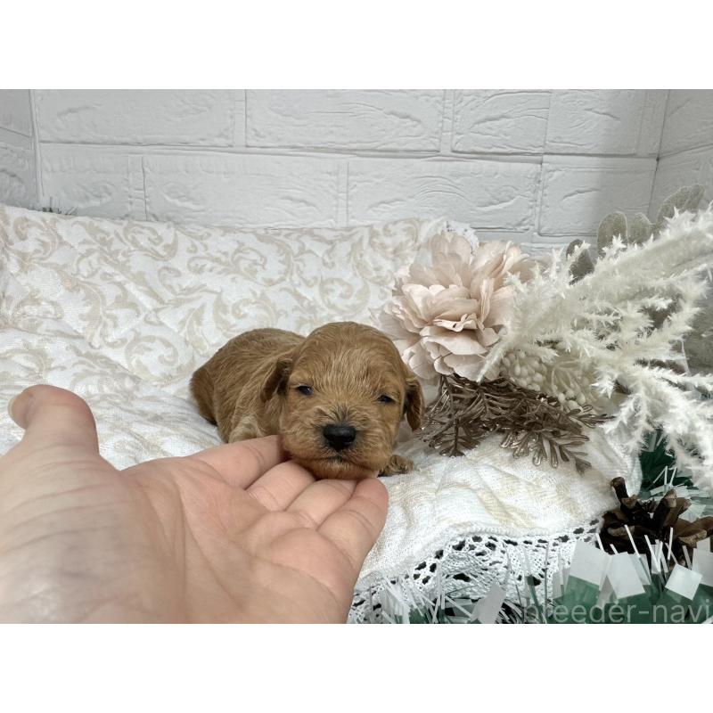 販売中の愛知県のトイプードル-429804の3枚目