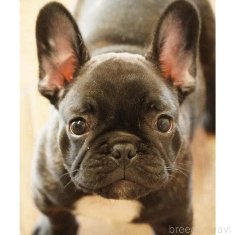 販売中の神奈川県のフレンチブルドッグ-429805の6枚目